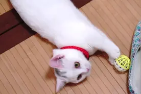 小白猫的腿这么短，居然还喜欢踢球