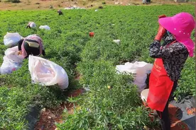 人参果是长在树上的？你错啦，来我告诉你它到底长在哪里？