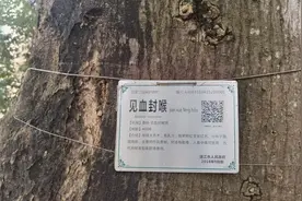 实拍广东湛江世贸国贸老板的家乡，村里有上百年的古树：见血封喉