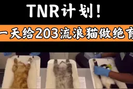 一天给203只流浪猫做绝育！TNR计划！胆小勿进