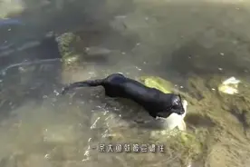 小伙养了这只水獭，每天都有不一样的惊喜……