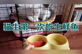 猫咪第一次吃生鲜鱼，一只为鱼抓狂，一只竟然视若无物