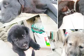 拉布拉多和中华田园犬的结晶，现在的串串一个个都这么好看的吗？视频封面