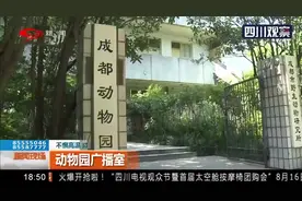 不惧高温，成都动物园人气旺！动物园广播室：粗心家长每天有视频封面