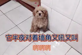半夜狗狗陪主人去卫生间，它突然对着墙角又吼又叫，难道有宝贝
