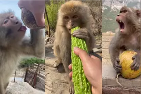 搞笑视频：喂猴子吃东西视频封面