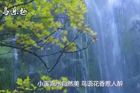 60分钟纯净鸟叫声：小溪流水自然美，鸟语花香惹人醉！值得收藏视频封面