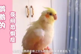 鹦鹉的夜间恐怖症如何破？有那些措施预防？铲屎官的经验之谈