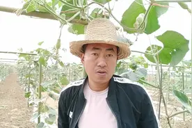 为啥自己家种的葫芦不结果呢？葫芦哥分享打顶留果技巧