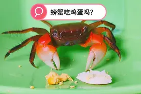 第一次给螃蟹吃鸡蛋，讲了讲好处和坏处，把抖音网红小萌宠给吓坏
