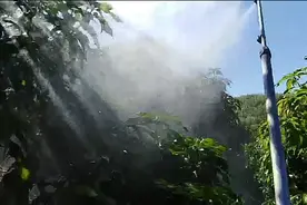 芒果树控梢使用乙烯利，效果好增产增收