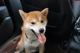 对柴犬开启催眠大法！