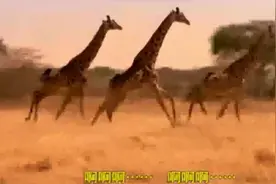 《地球之歌》 杰克逊  MV原始版