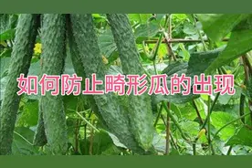 畸形黄瓜出现的原理和改善措施视频封面