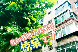 老田带你看石家庄老小区—棉三风貌，为什么说以后就看不到了？视频封面