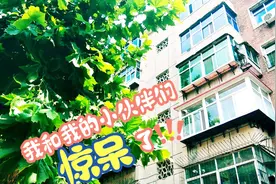 老田带你看石家庄老小区—棉三风貌，为什么说以后就看不到了？视频封面