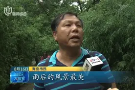 最佳观赏期！雨后青岛崂山别样美，游客流连赏美景：第一次这么好视频封面