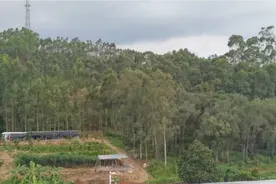 鸡姐介绍养鸡的环境，即将建好的山鸡客栈等你来吃鸡，欢迎