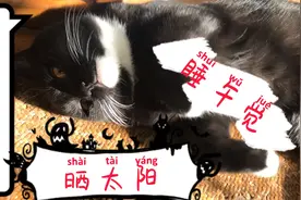 小黑猫宝宝晒太阳、睡午觉，好乖哦，还会撒娇
