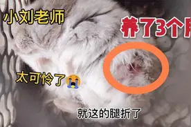 小刘老师刚到家，就得知小仓鼠"球球"的腿折了，它也不咋吃东西了视频封面