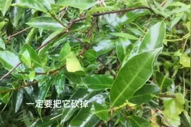 同样是毒草，"断肠草"可喂羊，这种叫“羊角扭"的千万不要让羊吃视频封面