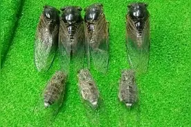 上海金蝉【知了】荟萃，集合每个种类，大家看下都认识？