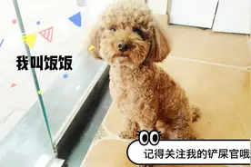 狗狗大白天鬼哭狼嚎是因为什么？陪伴7年的铲屎官告诉你原因