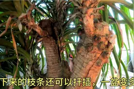 小侯养花：龙血树要想一头变6头非常简单，只需剪上一刀即可