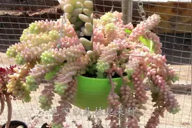 多肉玉缀的养殖小技巧，注意一下这几点，教你把玉缀养爆盆视频封面