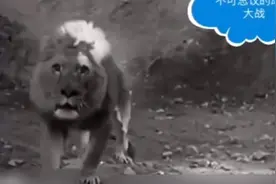 老虎大战狮子  最后老虎累趴下了