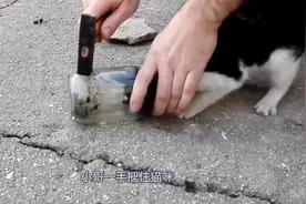 流浪猫被困玻璃瓶中，外国小哥三锤救猫命，真是好心肠视频封面