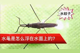 水黾是怎么浮在水面上的？水蚊子不是蚊子，它可以吃虫子和蚊子卵