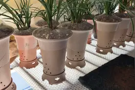 兰花根部腐烂后如何处理？这样处理后，不伤根、服盆快视频封面