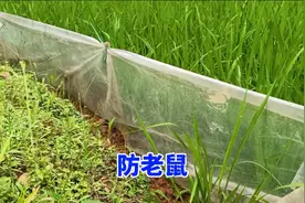 农作物被老鼠偷吃，用这方法效果好，防止鼠害有保障