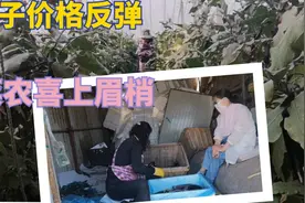 寿光市高科技蔬菜大棚，茄子价格突然反弹，菜农舍不得拔园了视频封面