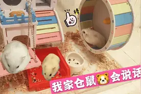 跑轮坏了仓鼠暗示主人要修跑轮，修好了仓鼠欢快的跑步，真呆萌视频封面