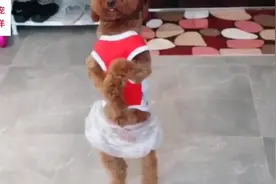 狗狗趁主人不在家随地大小便，最后主人直接给狗狗套上了袋子，逗视频封面