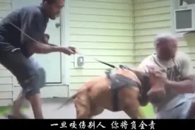 为什么人被狗追的时候，只要人一蹲下来狗马上就跑了，看完涨见识