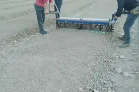 麦子带你看看东北长白山人参，是怎样播种的视频封面