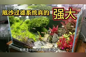 草缸底沙过滤系统真的强大，底沙过滤加沼泽过滤；简单的鱼缸过滤视频封面