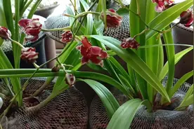 聊聊什么是兰花杂交草
兰花杂交品种的优缺点视频封面