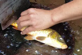 老一辈的人说吃鲤鱼要抽筋，看下鱼筋是如何抽的，第一次抽鱼筋视频封面