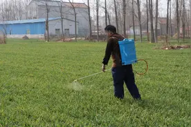 小麦打完除草剂后几天能浇水追肥？听听专家怎么说？
