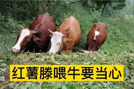 红薯滕喂牛要当心，牛吃过多红薯滕易腹泻和瘤胃胀气，这样就没事
