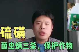 硫磺：病菌害虫叶螨通杀，5大特点和4项注意要牢记！#剪映福利#视频封面