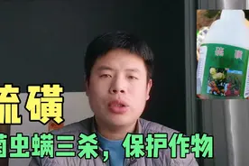硫磺：病菌害虫叶螨通杀，5大特点和4项注意要牢记！#剪映福利#视频封面