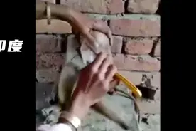 印度理发师因隔离期间没有顾客 为上门的猴子的刮脸修面！视频封面
