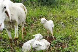 母羊临产时的五大特征，第五点最重要