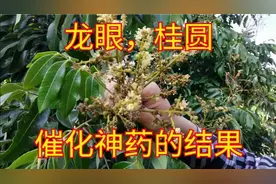 龙眼桂圆种植管理技术，神药促使没花的开花，还比正常早熟一个月视频封面