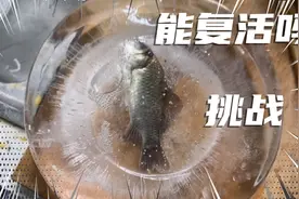实验证明：冰冻的鱼是可以复活的！视频封面